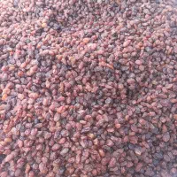 کشمش آفتابی تمیز شده درجه یک