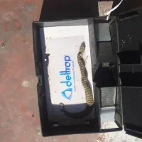 تله موش گیر پلاستیکی|لوازم نظافت|تبریز, |دیوار