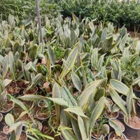 گل سنسو ریا ابلغ پوست ماری|گل و گیاه طبیعی|رشت, فخب|دیوار