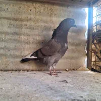 کفتر  ۴تا غریب گیری