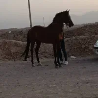 اسب
