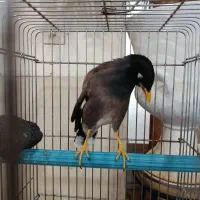مرغ مینا ماده تخم گذار