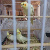 جوجه پرورشی عروس هلندی