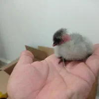 جوجه عربی یک روزه|حیوانات مزرعه|رامشیر, |دیوار