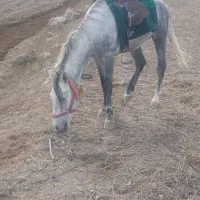 اسب