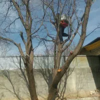 خدمات باغبانی.خرید چوب.چالکود.سم پاشی.تیلر|خدمات باغبانی و درختکاری|کرمانشاه, |دیوار