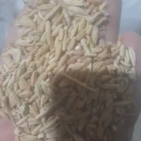 جو دیم با گندم دیم مخلوط درهم.حراج