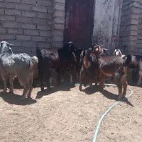 قصابی گوشت کهره بره