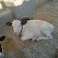 گاو و گوساله نر . یک ماه آبستن|حیوانات مزرعه|ایذه, |دیوار