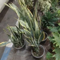 گل های آپارتمانی زیره قیمت خرید