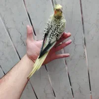 عروس هلندی|پرنده|اردبیل, |دیوار