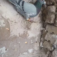 کبوترصید|پرنده|تایباد, |دیوار