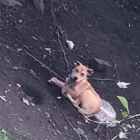 پیتبول ماده