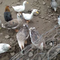 فروش ۳عدد غاز ۶ماهه