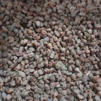 کشمش تازه|خوردنی و آشامیدنی|خرمدره, |دیوار