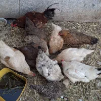 مرغ و خروس