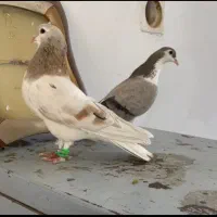 جفت ساده هفت رنگ