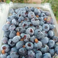 فروش میوه بلوبری و رزبری