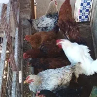 فروش مرغ وخروس