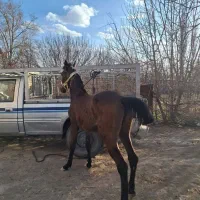 کره نریان نوه کامران