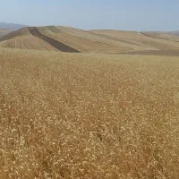 تخم کتان بوجاری تقریبا ۶۰۰کیلو