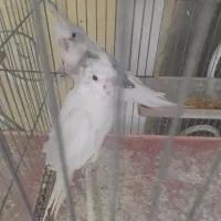چهار جفت عروس هلندی مولد