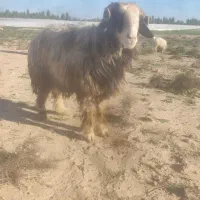 کونرمیشی|حیوانات مزرعه|گتوند, |دیوار