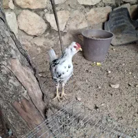 مرغ و خروس گلین