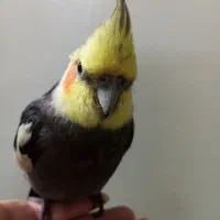 مراقب باشید