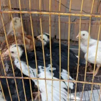 جوجه رنگی نژاد اصلاح شده جهادی یک ماهه
