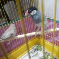 فنچ نرگسی نر