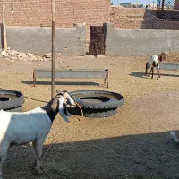 بزچاق|حیوانات مزرعه|سبزوار, چهارراه فرودگاه|دیوار
