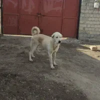 سگ پژدر ۹ماهه