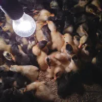 جوجه اردک|حیوانات مزرعه|آستارا, |دیوار