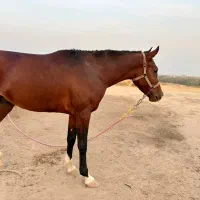 اسب عربی اصیل شناسنامه دار