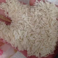 برنج کشت دوم امرالهی