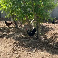 فروش یا معوضه