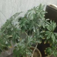 گل پنجه گربه25ساله