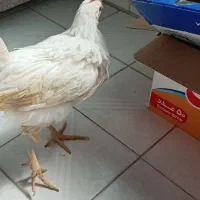 خروس