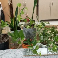 استخدام نیروی خانوم جهت کار در منزل