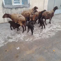 گوسفندبفروش