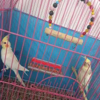 طوطی عروس هلندی|پرنده|اردبیل, |دیوار