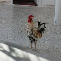 مرغ و کهره