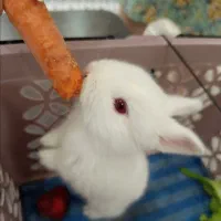 بچه خرگوش