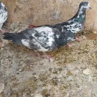 کفترهای پاکستانی|پرنده|تهران, جیحون|دیوار