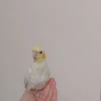 سه جفت عروس هلندی جوان