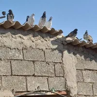 کبوتر شیخی دونه ۳۵۰تومان