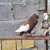 فروش جفت سینه سرخ