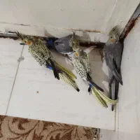 جوجه عروس هلندی|پرنده|بندر گناوه, |دیوار