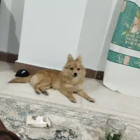 واگذاری سگ پامرین. روباهی